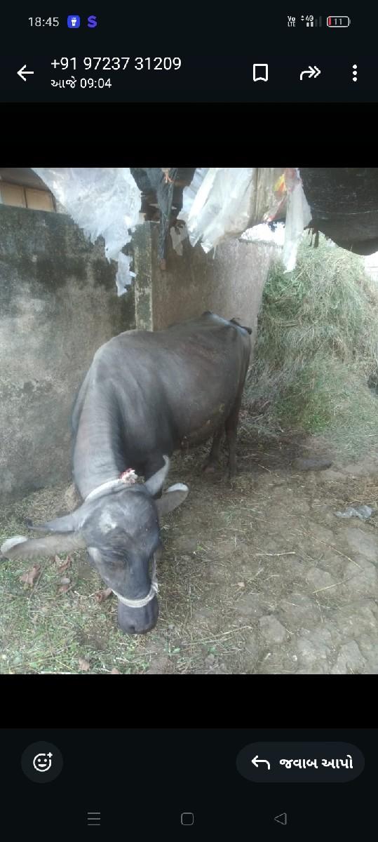 થંબનેલ 2