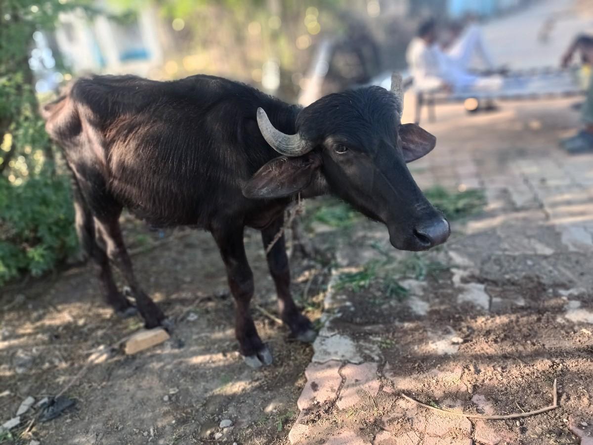 4 ચાર વર્ષની છે%