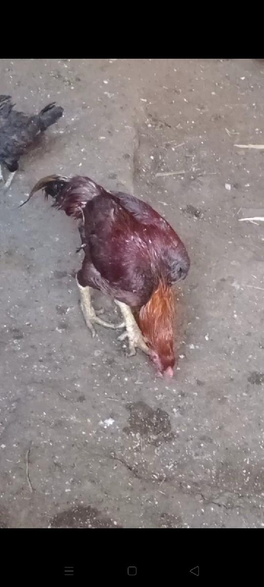 થંબનેલ 2