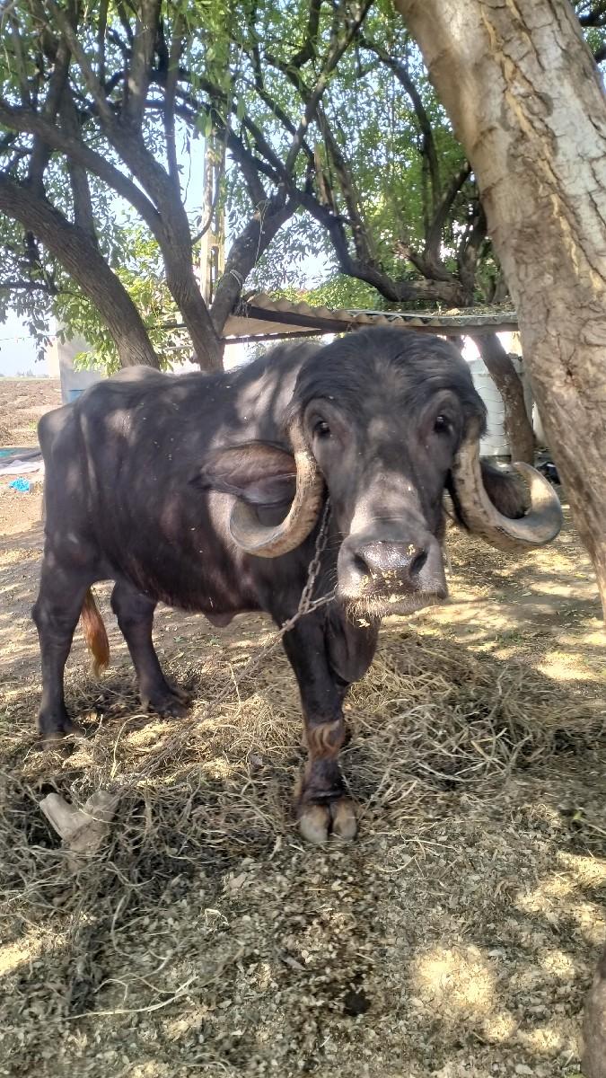 થંબનેલ 3