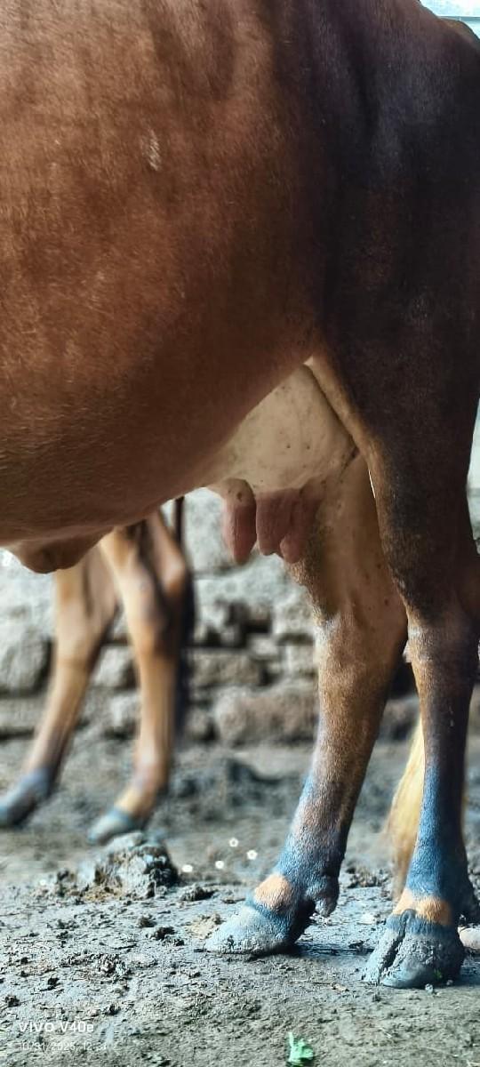 થંબનેલ 2