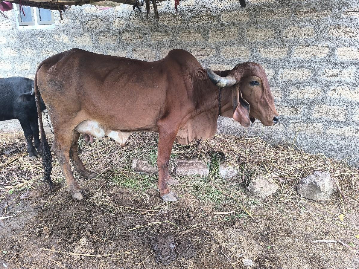 થંબનેલ 2