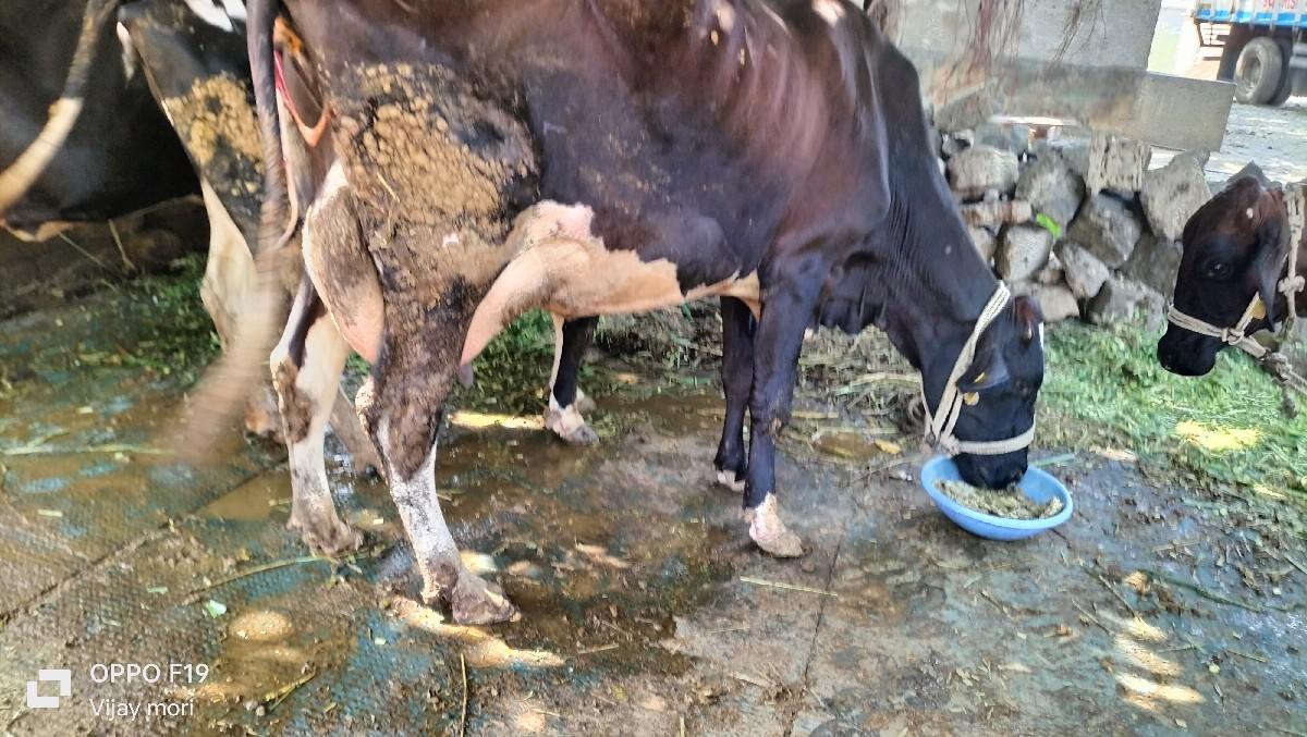 थंबनेल 2