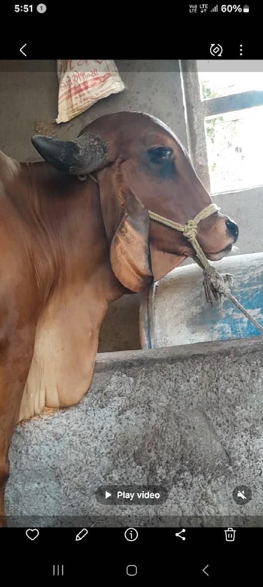 થંબનેલ 3