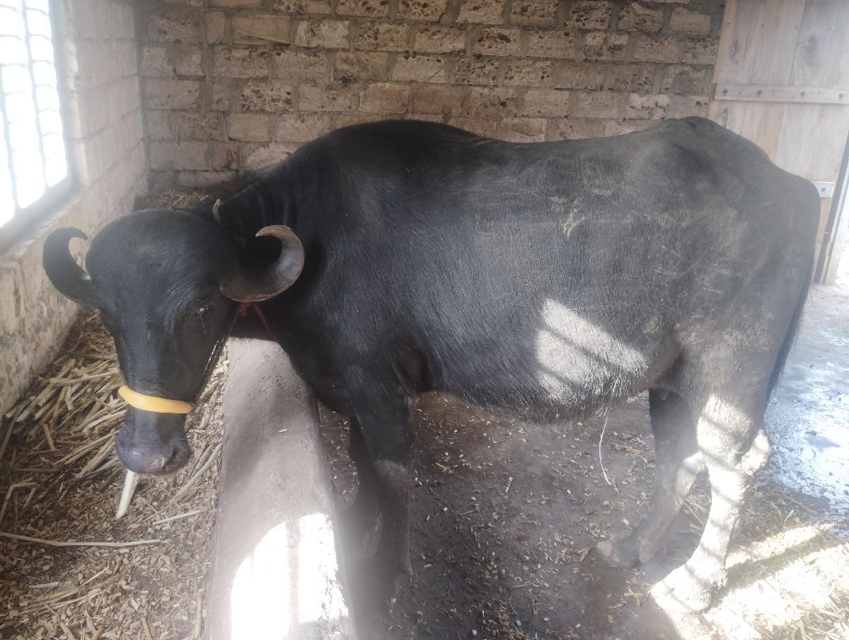 થંબનેલ 3