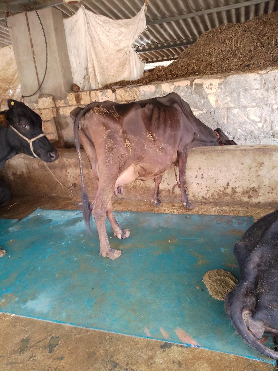 થંબનેલ 2