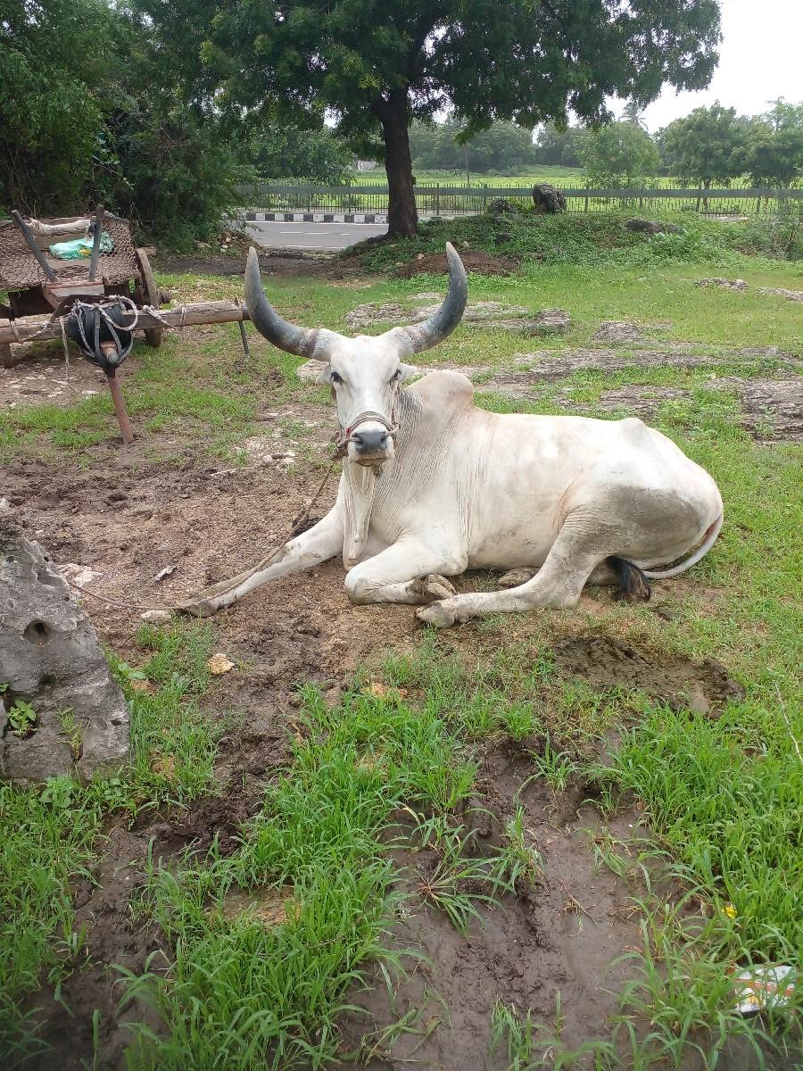 બળદ વેચવાનો છે