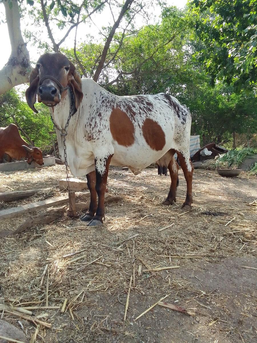 થંબનેલ 2