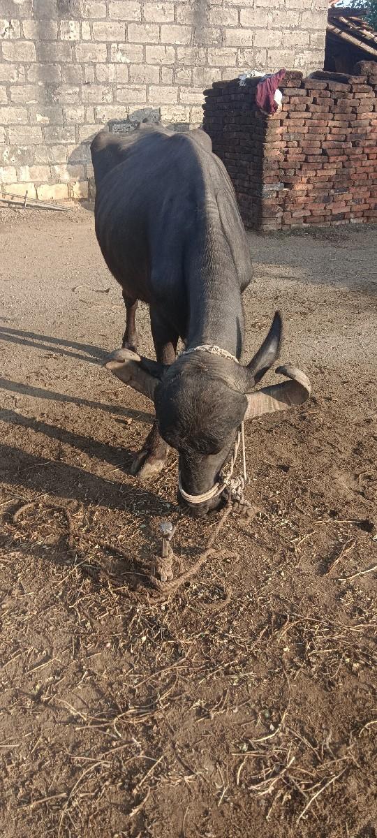 થંબનેલ 3