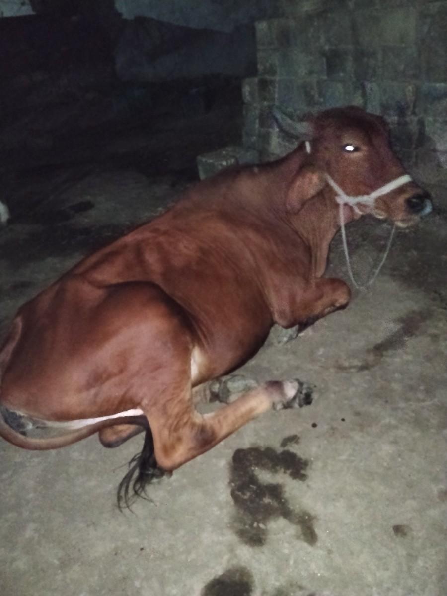 થંબનેલ 2