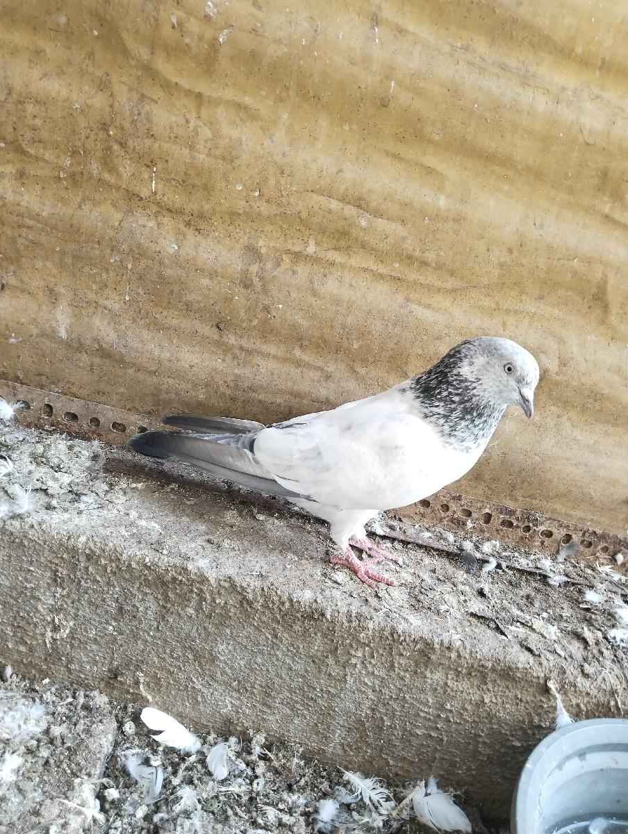 થંબનેલ 3