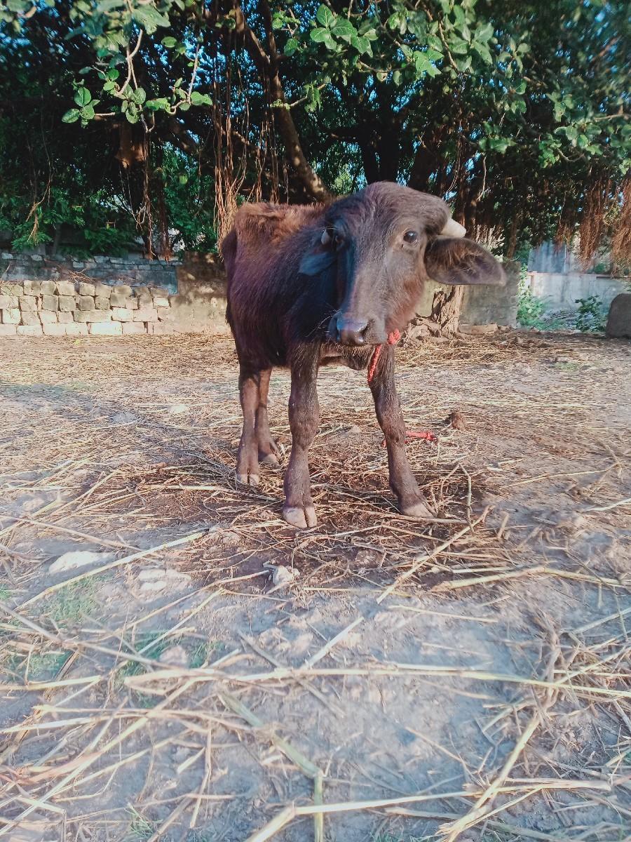 પાડો વેચવાનો છે.