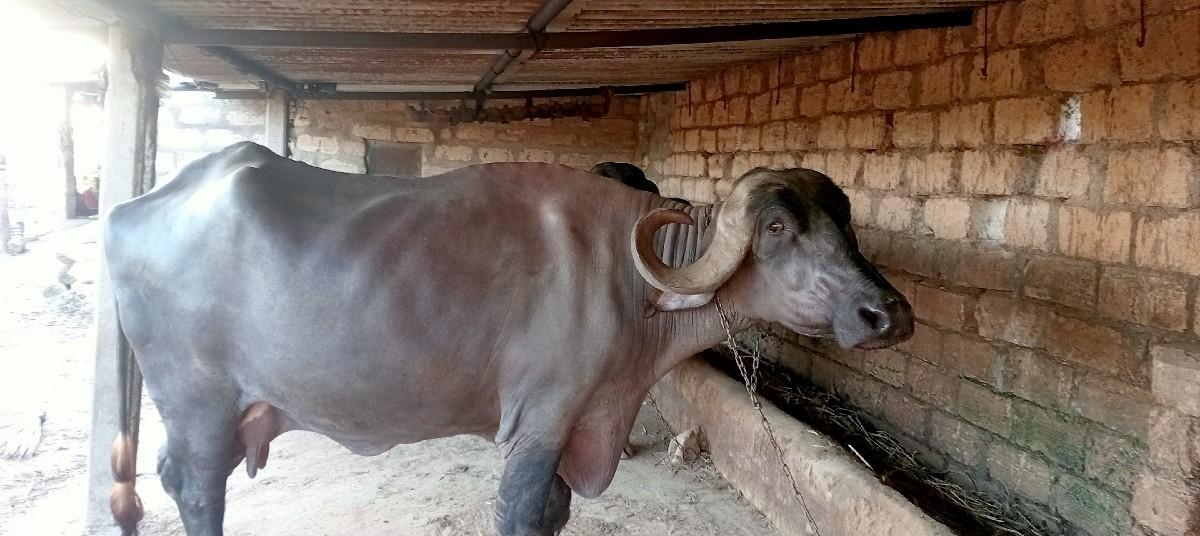 વેસ વાની