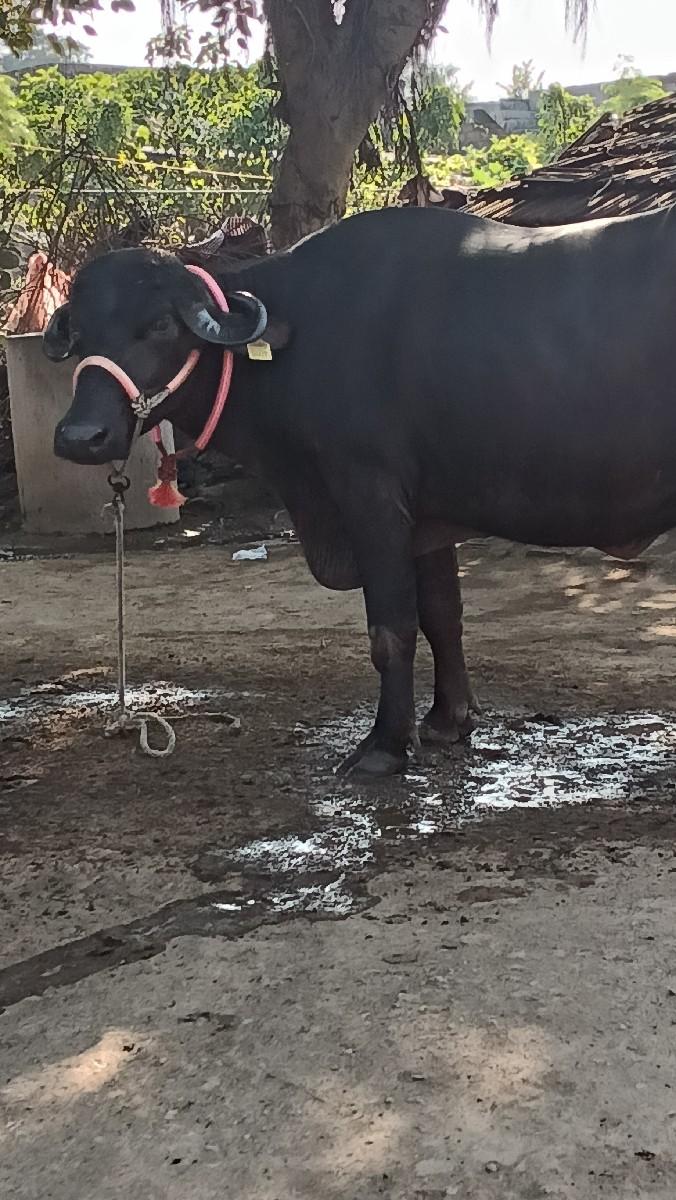 થંબનેલ 3