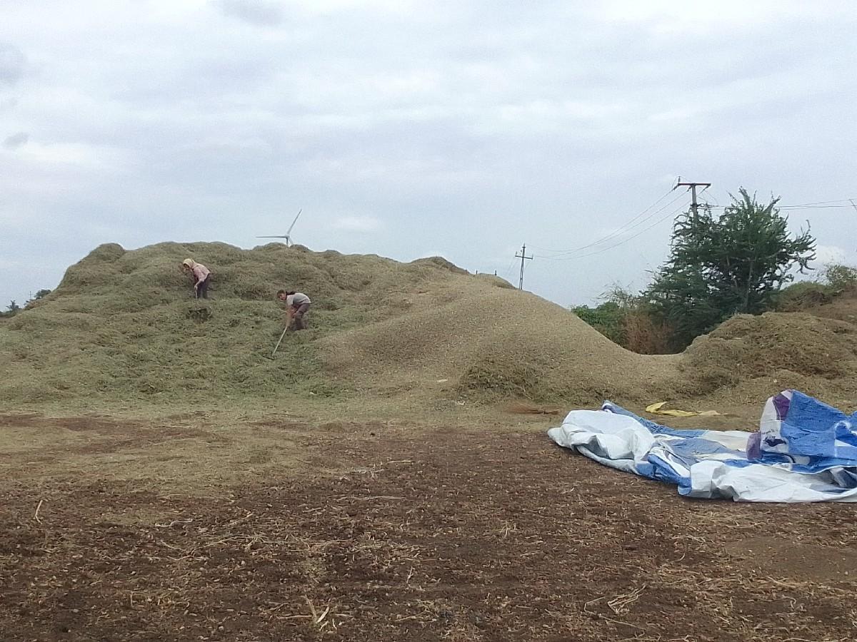 જી 22. માડવી નુબીયારણ