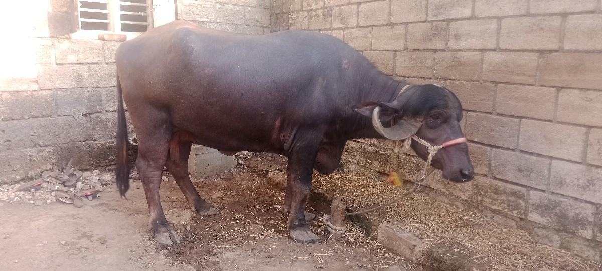 થંબનેલ 3