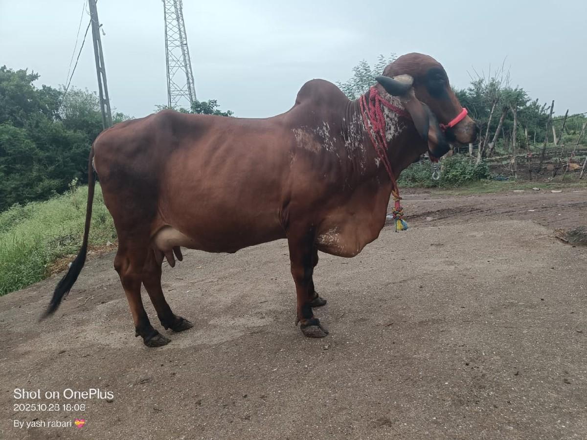 ગીર ગાય વેચવાની છે