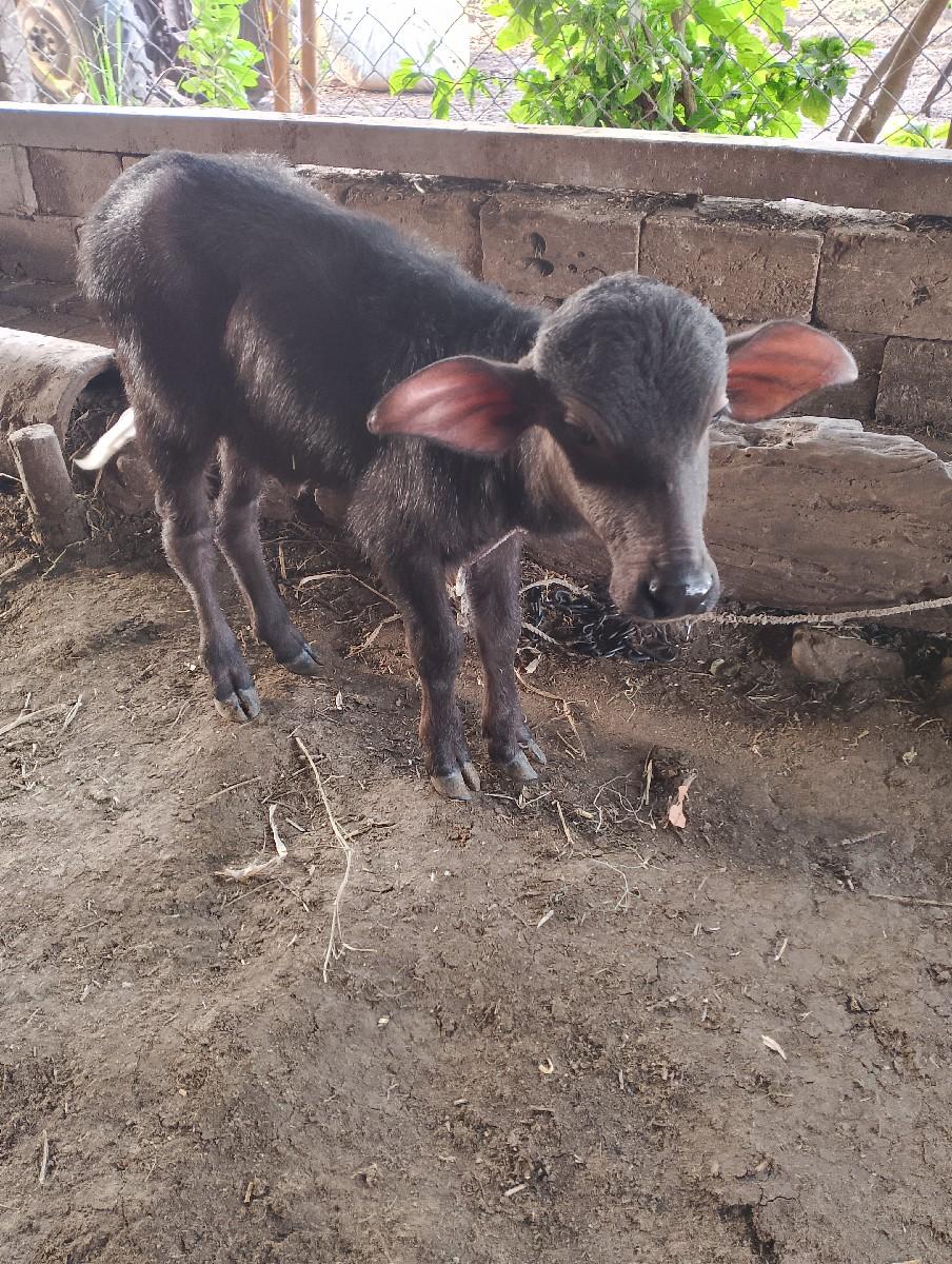 પાડો વેચવાનો છે