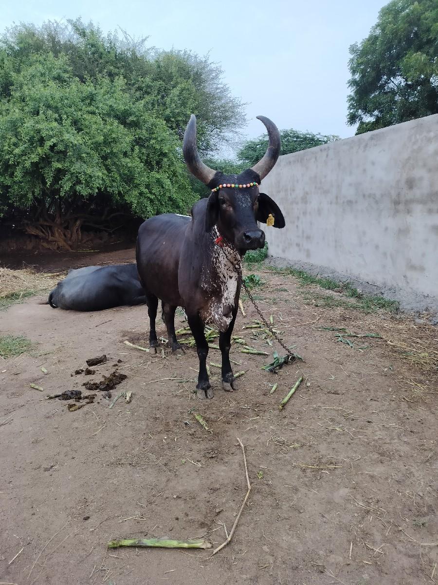 થંબનેલ 3