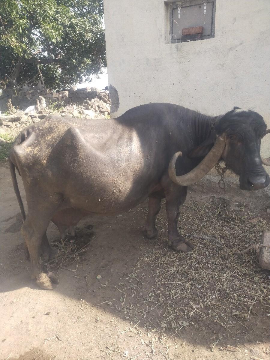 ભેસ વેચવાની છે 20 દિવસ માં વયાસે