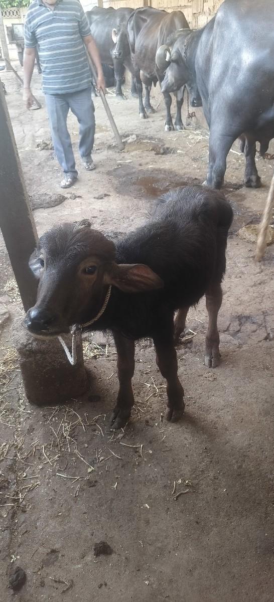 પાડી વેચવાની છે