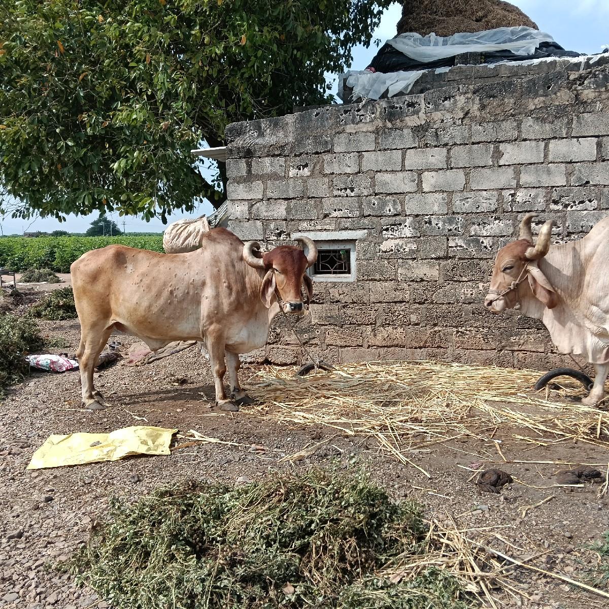 થંબનેલ 3