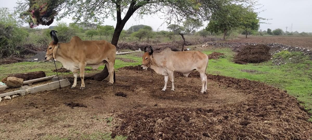 થંબનેલ 3