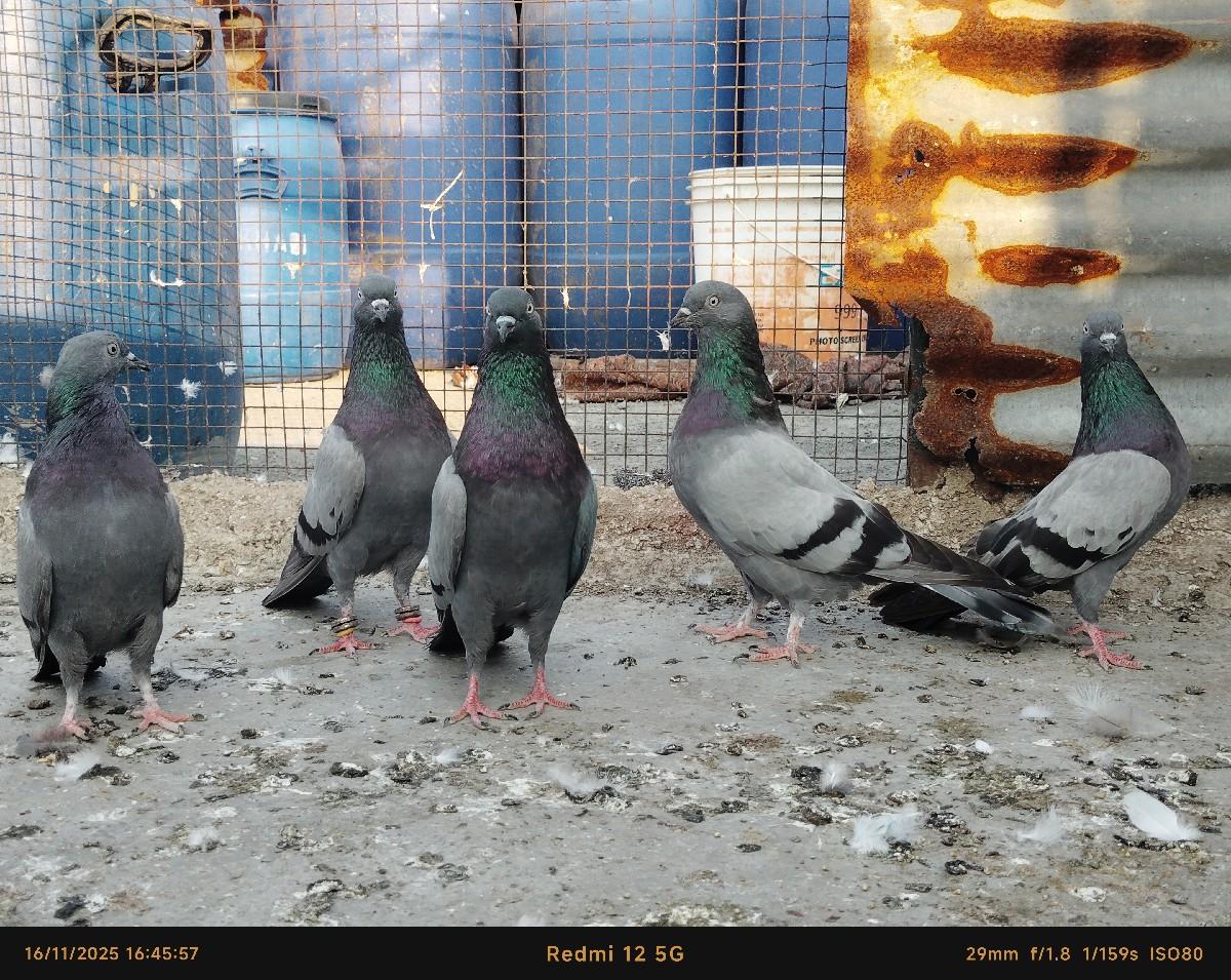 થંબનેલ 3