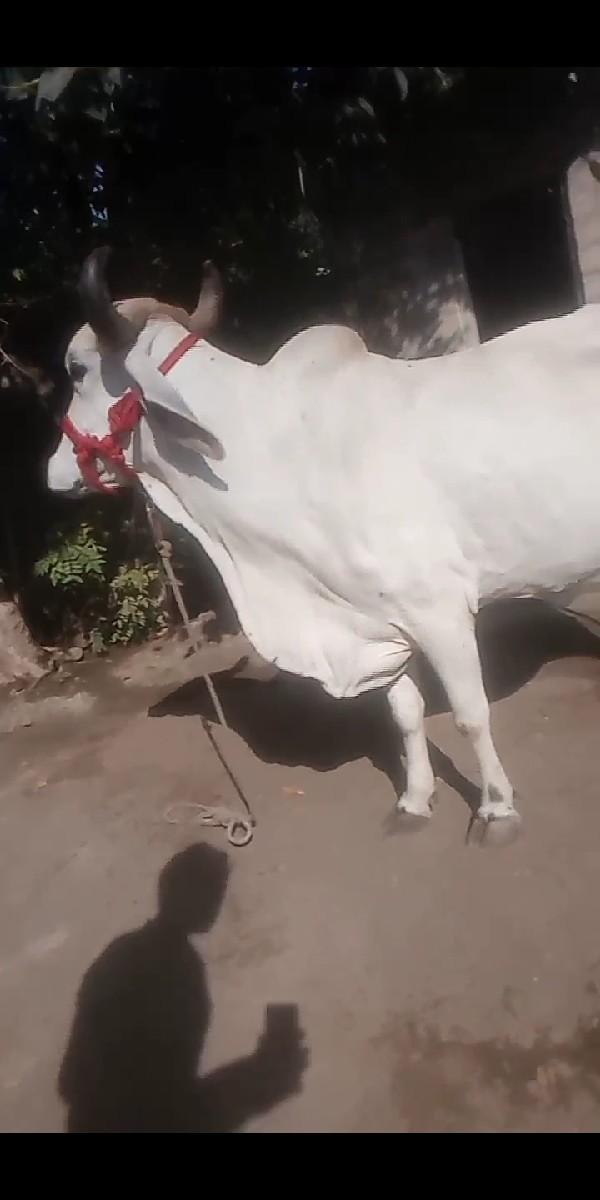 થંબનેલ 2