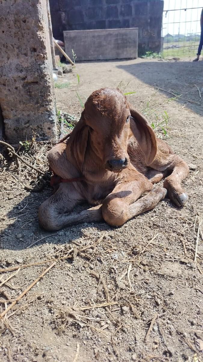 થંબનેલ 2