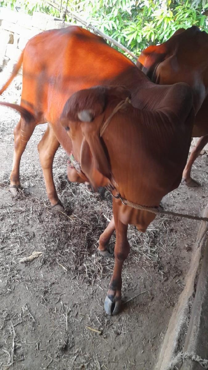 थंबनेल 3