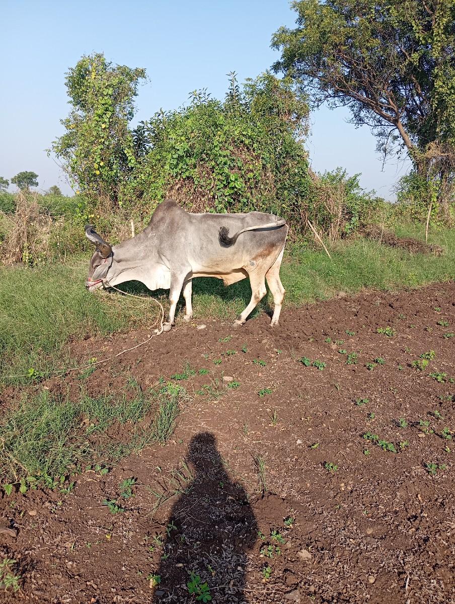 એક બળદ વેંચવાનો છે