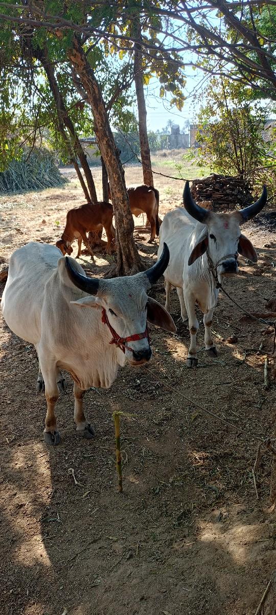 થંબનેલ 3