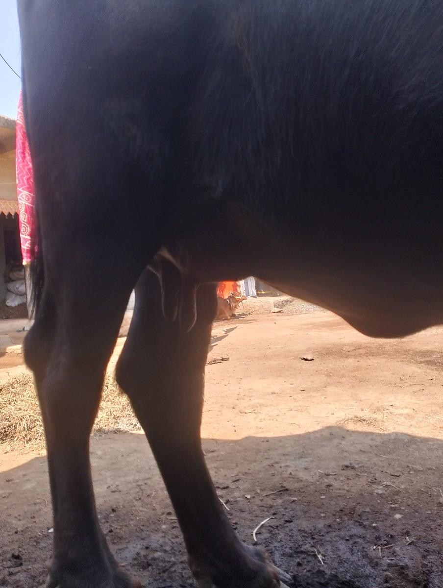 થંબનેલ 3