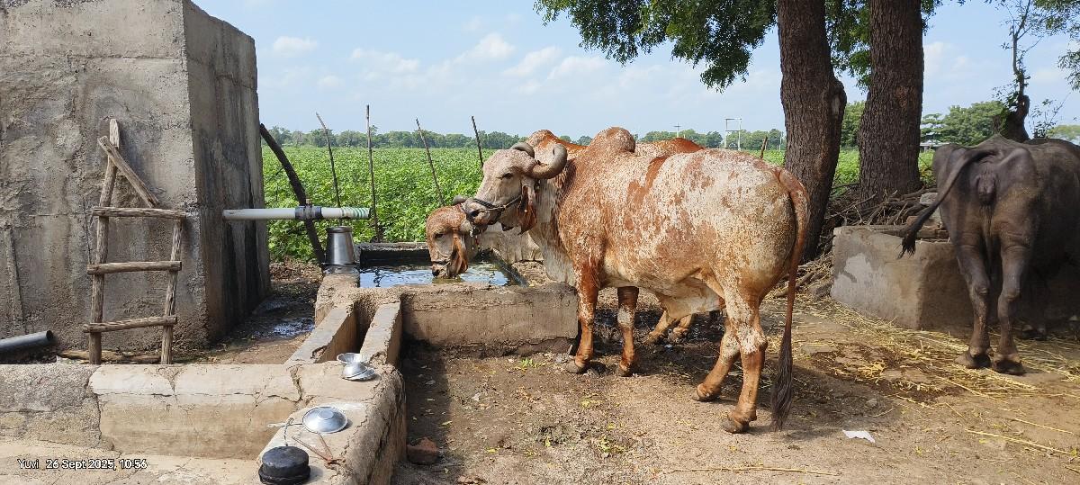 થંબનેલ 3