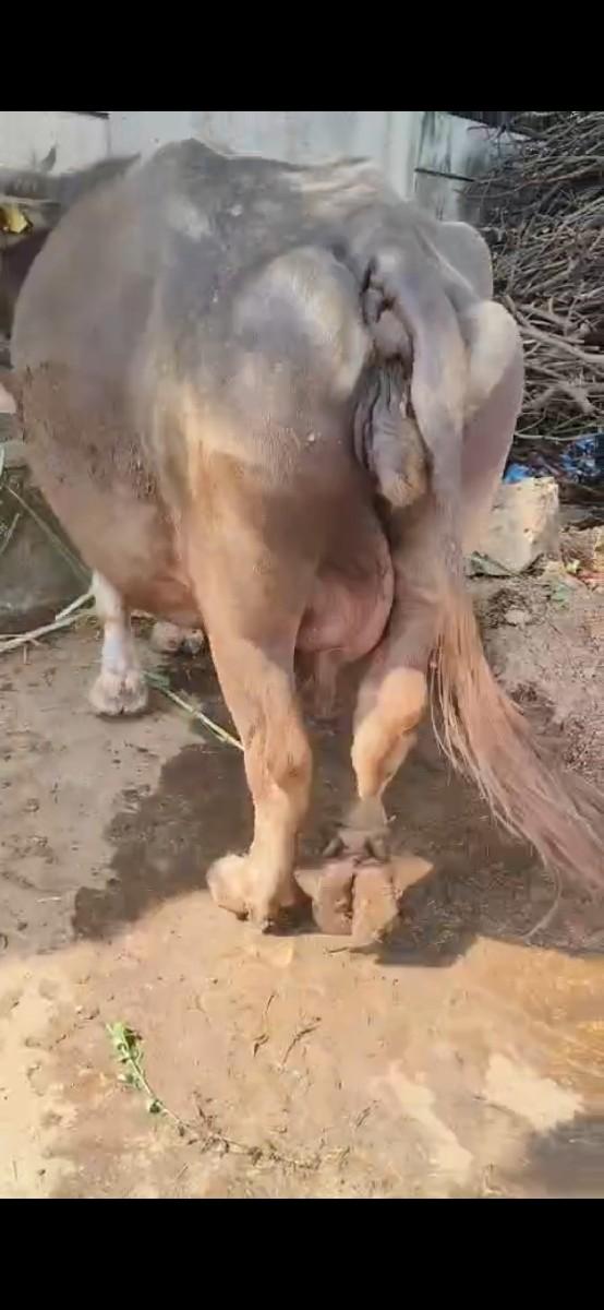 થંબનેલ 3