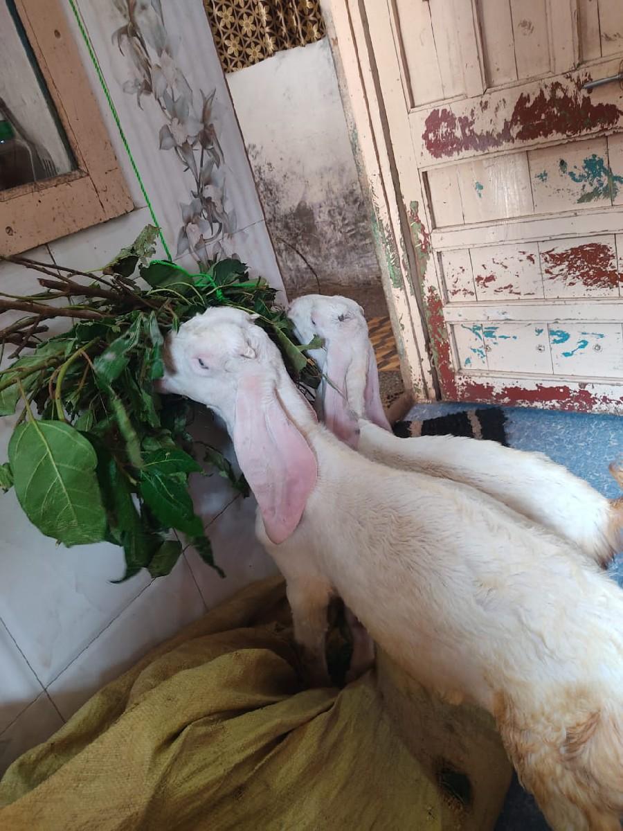 થંબનેલ 2