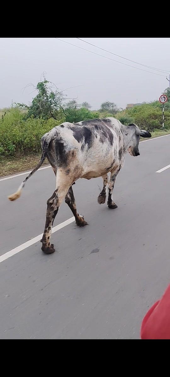 થંબનેલ 2