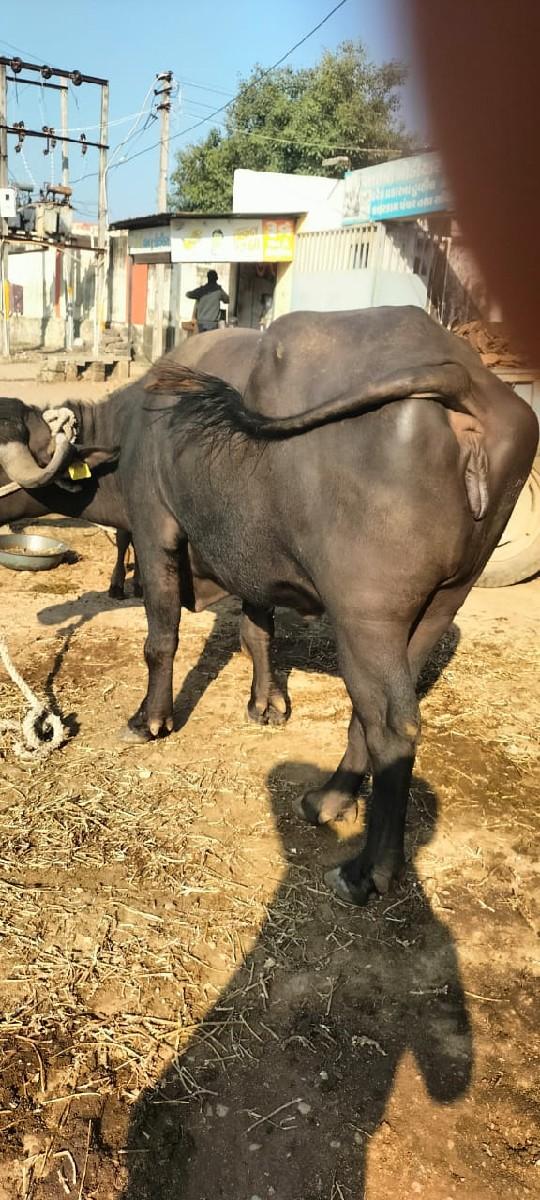 થંબનેલ 3