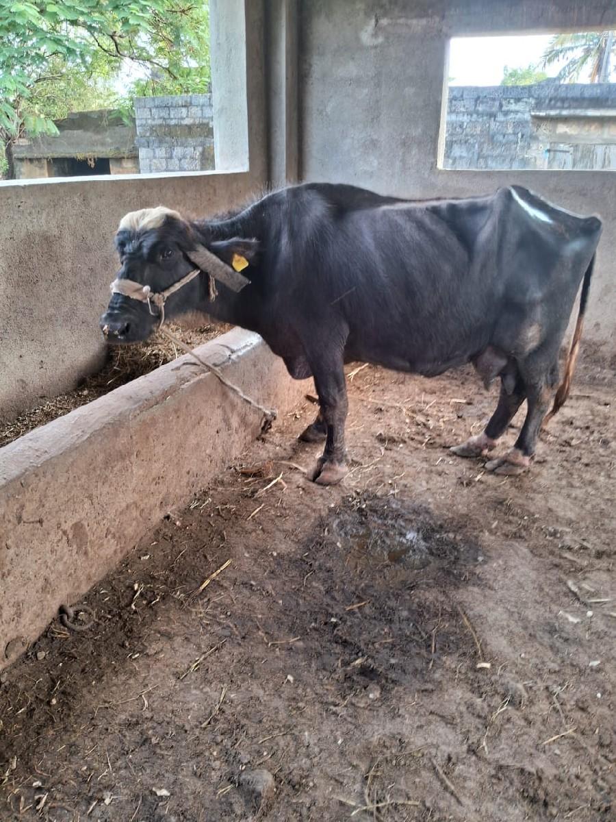 થંબનેલ 4