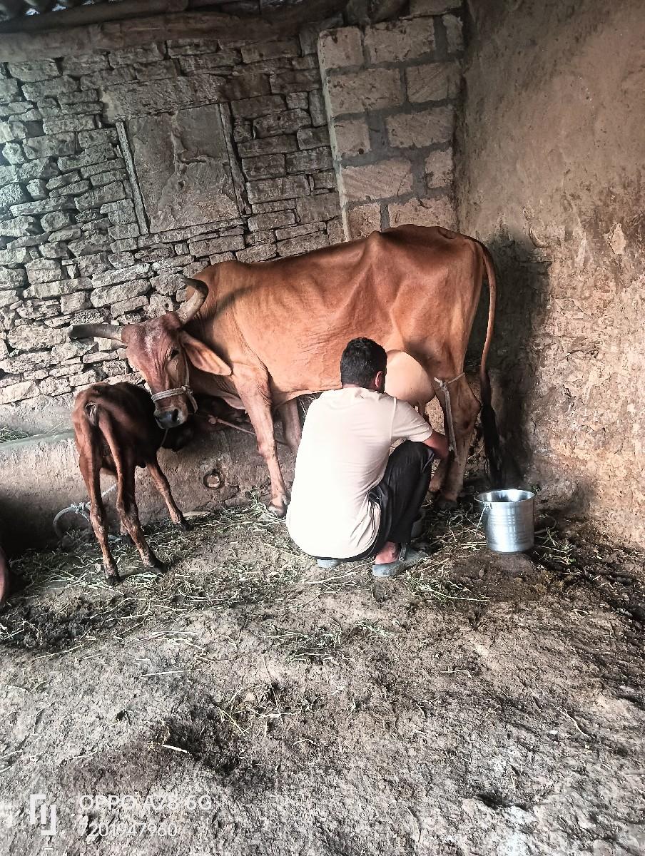 થંબનેલ 3