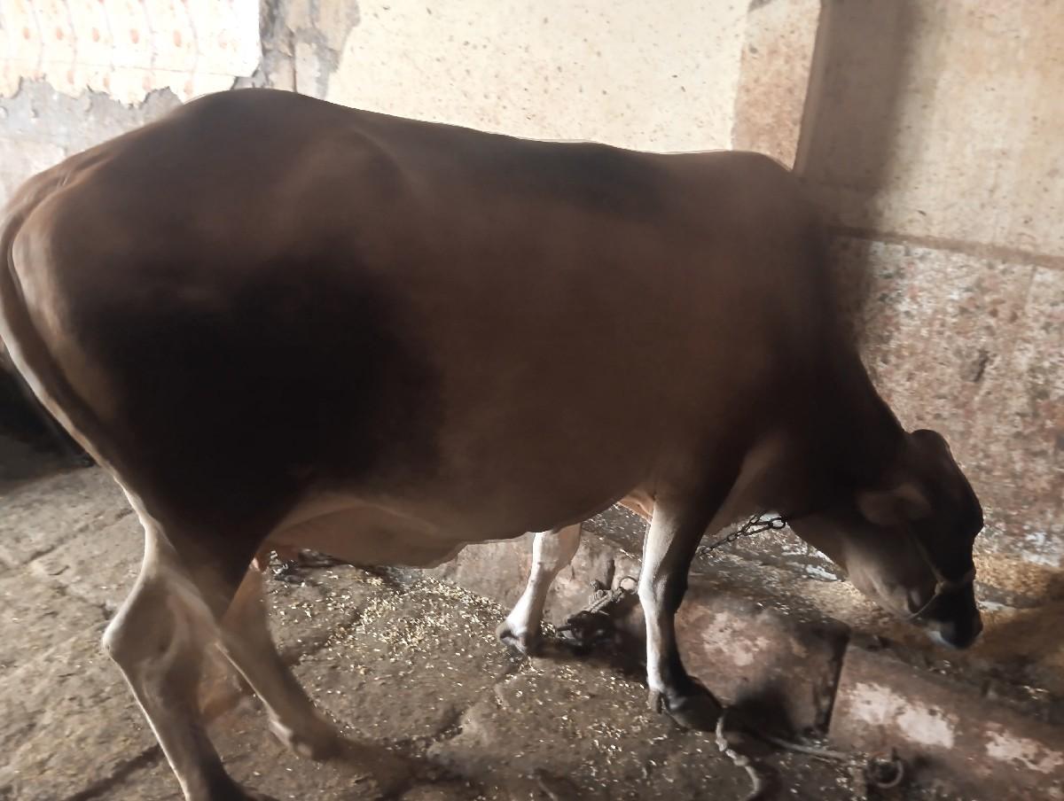 થંબનેલ 2