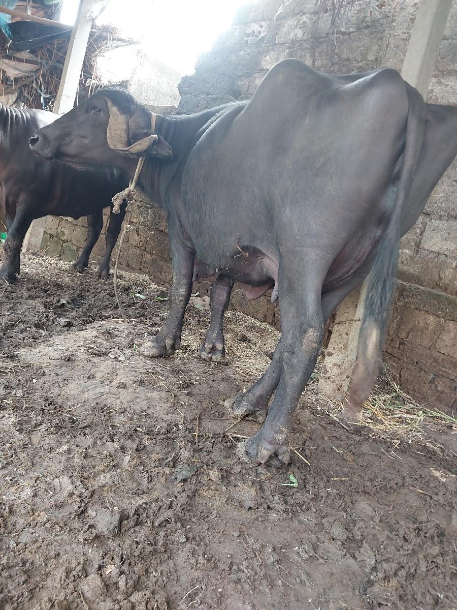 થંબનેલ 2