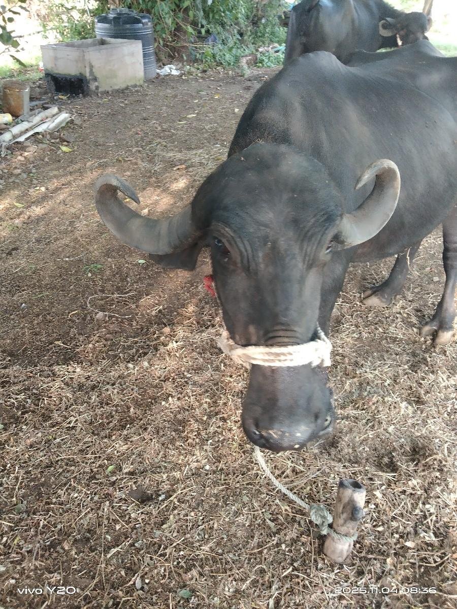 થંબનેલ 3