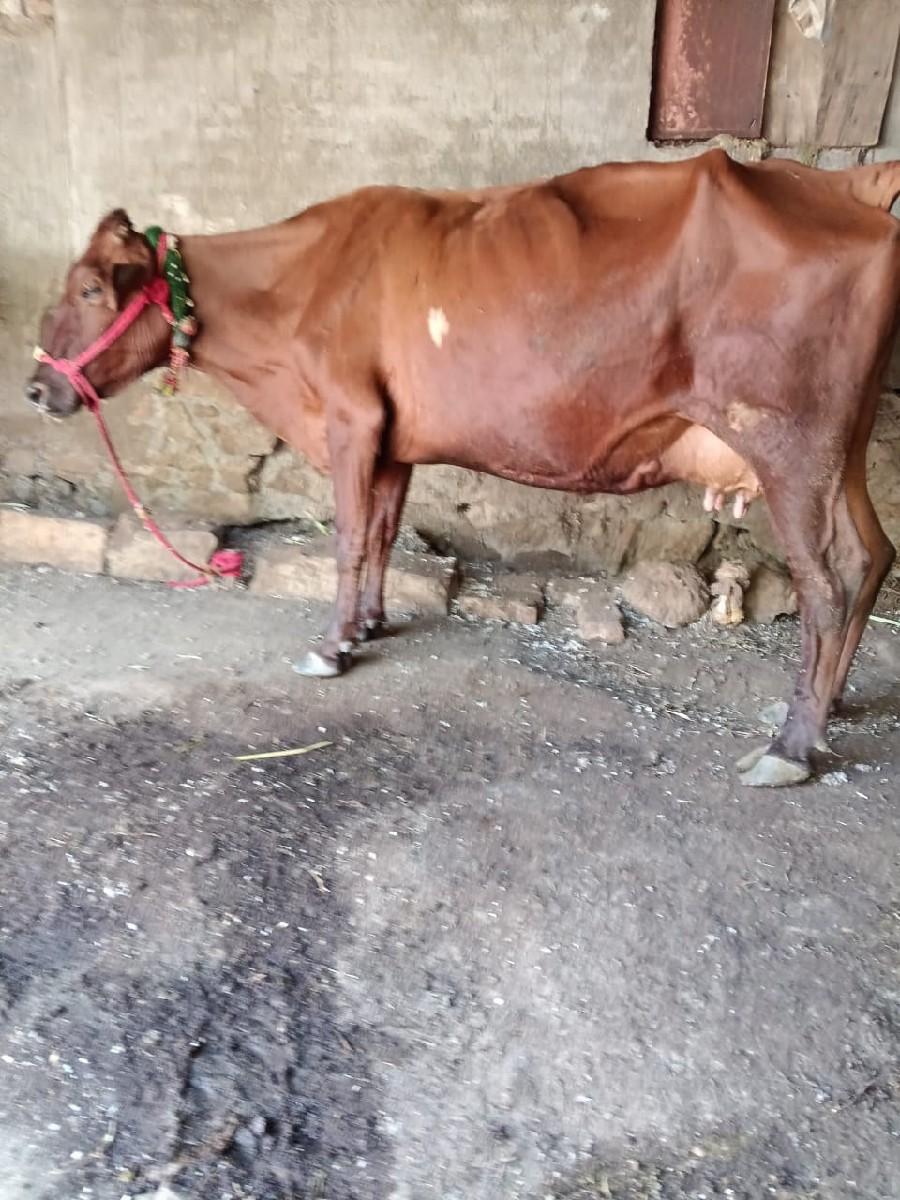 થંબનેલ 2