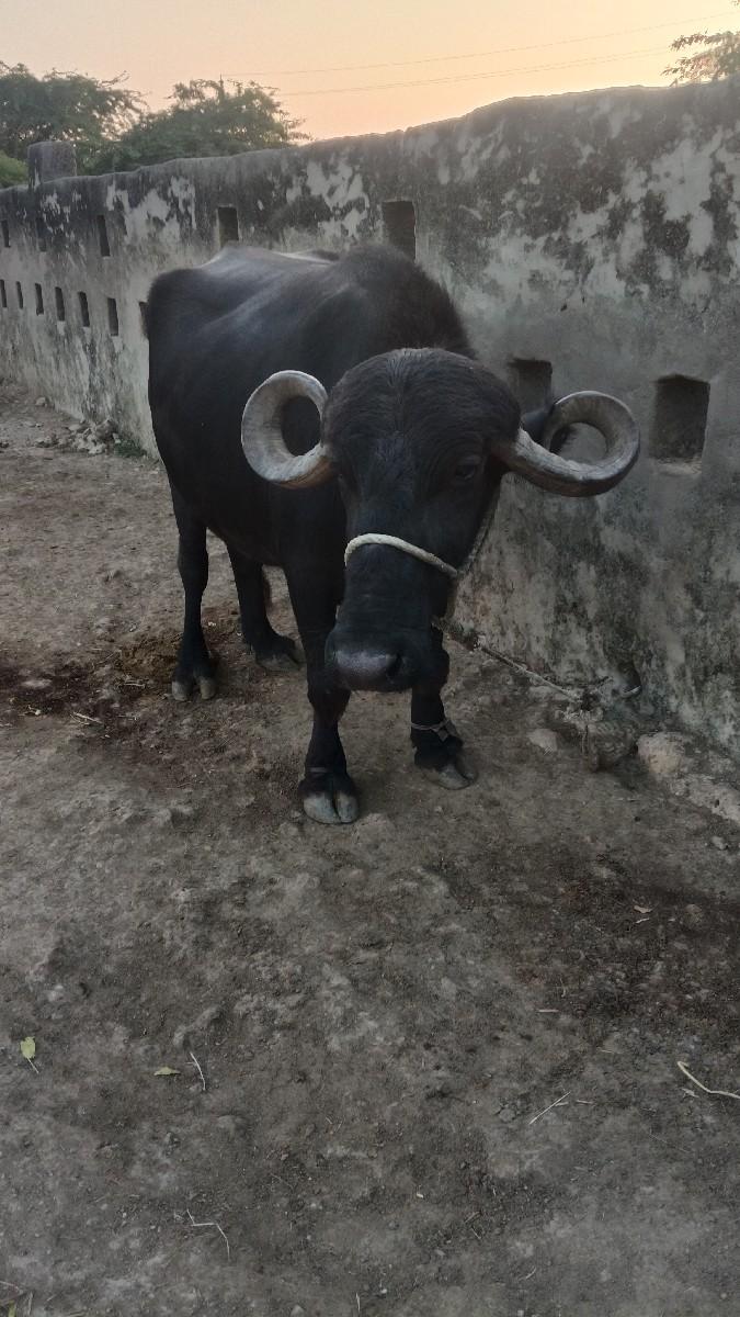 થંબનેલ 3