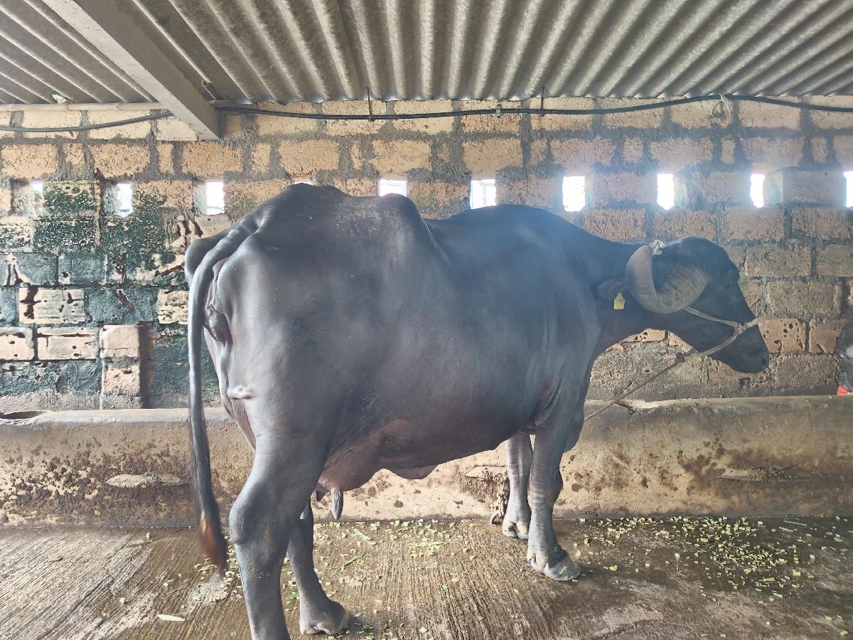 ભેસ વેસવાની સે