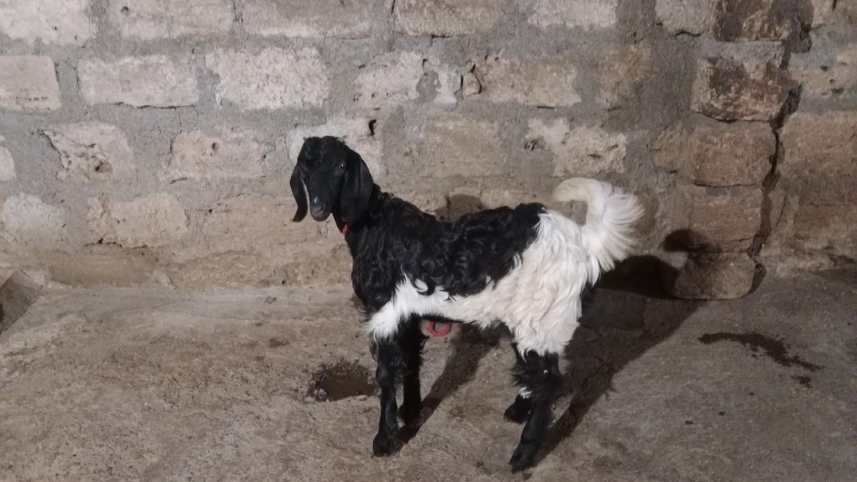 પતિરી પાટડી વેચવાની છે