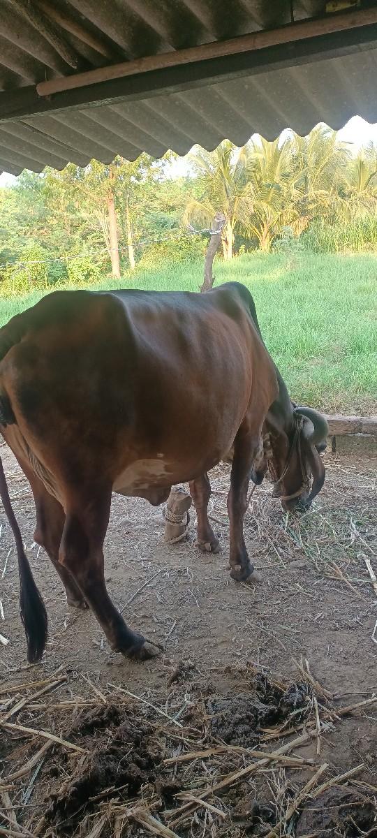 થંબનેલ 2