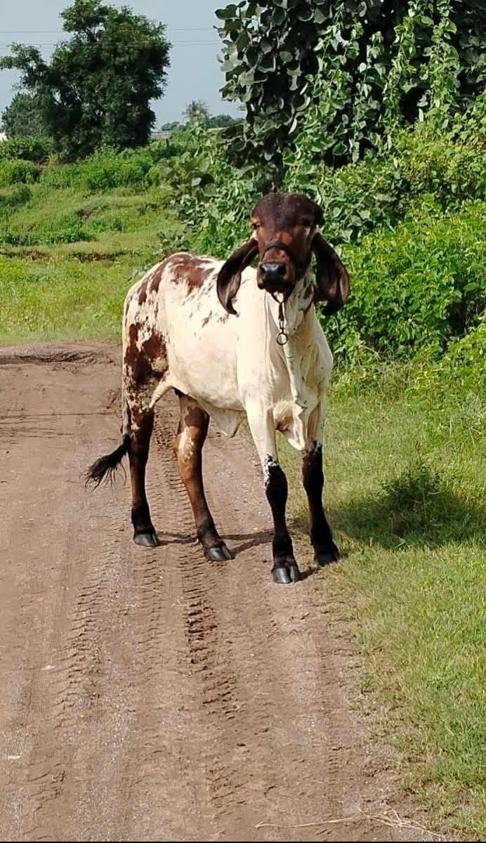 2 હોડકી વેચવાની છે